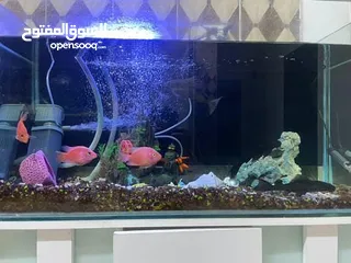  4 حوض سمك للبيع
