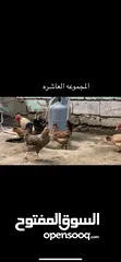  3 متاح طبقه بيض تجمع يومي