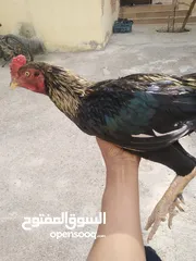  1 ديك جاو للبيع