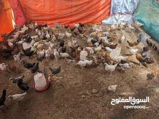  4 دجاج عماني بعمر شهرين