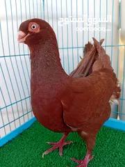  9 متاح فحل قرقاطي وطيره مصريه حمره شغالات