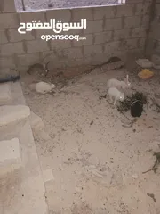  2 ارانب للبيع جمله