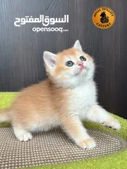  6 High-level British Shorthair kittens with pedigree