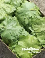  19 ورق عنب بلدي دوالي