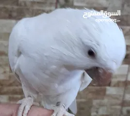  1 فحل كويكر أبيض البينو عين حمراء حجل مربي أردني مع قفص ضخم و ألعابه و أكله