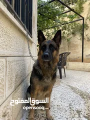  6 جراو جيرمن