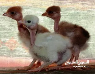  1 صيصان ابو رقيبه 150 عمر شهر  وخمسين صوص بلدي