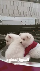  22 Japanese Spitz puppys