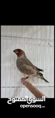 3 جوالدين فينش ريد هيد و يلو هيد