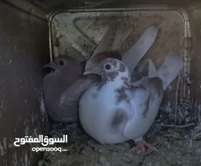  1 زغاليل بلدي حجم كبير وصحه ما شاء الله