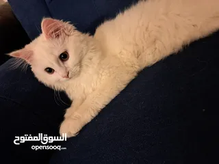  4 قط شيرازي Male pet Persian cat  ذكر. قابل للتفاوض  بأفضل الأسعار