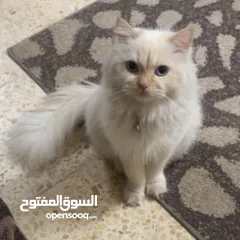  17 شيرازي للبيع عمرها سنة وشوي سعرها 600(قابل للتفاوض المعقول) اجتماعية وبترد عصحابها ومتعودة عالحمام