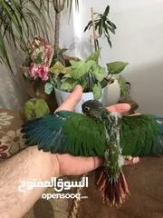  3 فراخ جرين شيك اليفه اقرأ تفاصيل زق يدوي اليفات تركواز  واناناس  ونورمال محجلات من انتاجي
