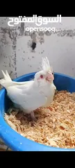  1 فرخين كوكتيل زق يدوي واحد البينو وواحد بايد