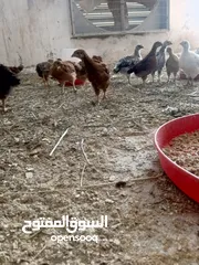  4 دجاج عرب اصلي للبيع