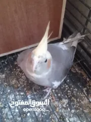  4 عصافير كوكتيل للبيع