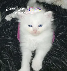  18 قطط شيرازي مكس  ام انجورا تركي واب شيرازي عمر شهر ونص للبيع