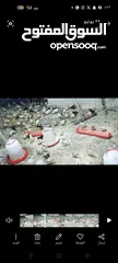  2 صوص جاج بلدي عمر 20 يوم  رن عليه ابعثلك ڤيديو