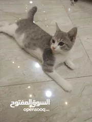  2 قطة للبيع عمر شهرين ونصف