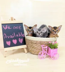  9 Purebred Abyssinian kittens Available  متوفر قطط حبشية أصيلة