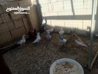  2 13الحبه مشكلات للبيع او للبدل على كلاب