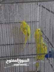  4 متوفر اربع طيور حب بسعر حرق اقرأ الوصف  ااااااااااااااااااااااااااااااااااااااااااااااااااااااا