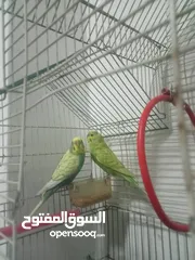  3 جوز حب بادجي للبيع