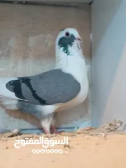  7 حمام برامليات و قرنفلي و امازوني و قفص