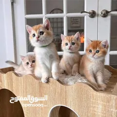  4 lovely adorable kittens Available