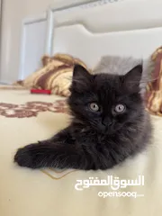  4 Persian mix with Scottish kitten for sale