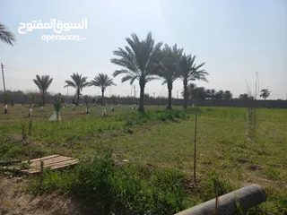  5 مزرعه 5 دونم في بغداد الرضوانيه على شارعين تبليط قرب القطاع الزراعي