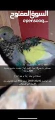  2 طيور بادجي 13حبه