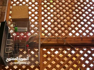  5 جوز كوكتيل للبيع شغال
