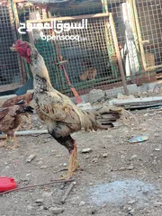 1 متاح بيض باكستاني خط اول..