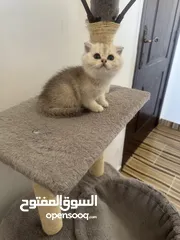  26 سكوتش تريبل فولد وستريت