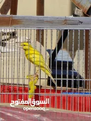  4 ذكر كنار بندوق ليموني  بجنن