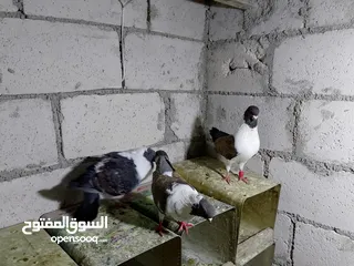  15 جواز حمام شغلات ميه بل ميه