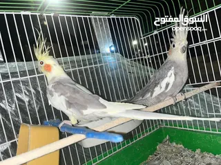  4 عصافير كوكتيل جوز جبتهم للزينه وكل امورهم تمام وغير مروضين الذكر لاتينو والانثى الحبشي