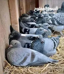  1 زغاليل للاكل
