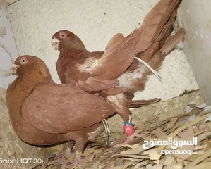  18 حمام جواز بصلات على نبي الحبه ب دينارين واغلبو تحتيو فراخ وبيض