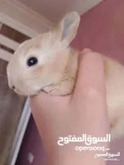  4 ارانب بلدي الاصلي بئقل السعار سعر حرق نارررررر