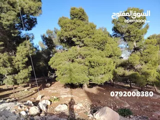  32 لقطه مزرعه مع بيت ريفي 48 الف قابل للتفاوض منطقه ريف جرش