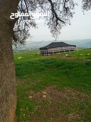  24 خيم شعر تراثيه