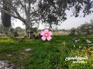  4 قطعة أرض نص دونم نار موقع قريب من المدينة مطلة على شارع فرعون واصلها جميع الخدمات (ليست فرعون البلد)