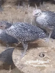  7 فرخات دجاج عمر شهر ونص