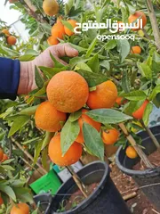  1 جميع أنواع أشجار الفواكة والحمضيات ( بلدي - مستورد )