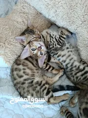  4 Bengal kittens