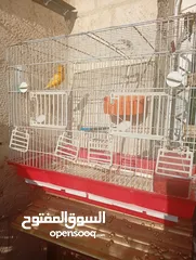  3 طيور كناري بحالة ممتازة جدا