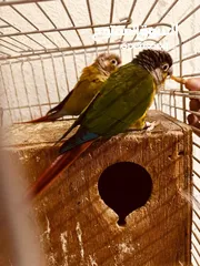  1 ببغاء الكونيور ذو الخد الأخضر 2 Green cheek conure parrots  2