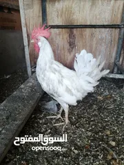  1 دجاجه وديك